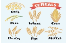 Cereal grains Royalty Free Vector Image - VectorStock